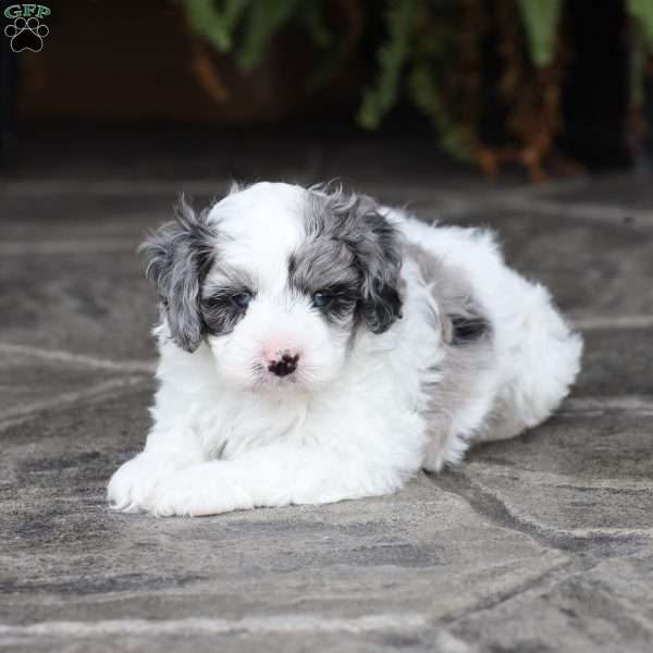 Drew (F1 B), Cavapoo Puppy